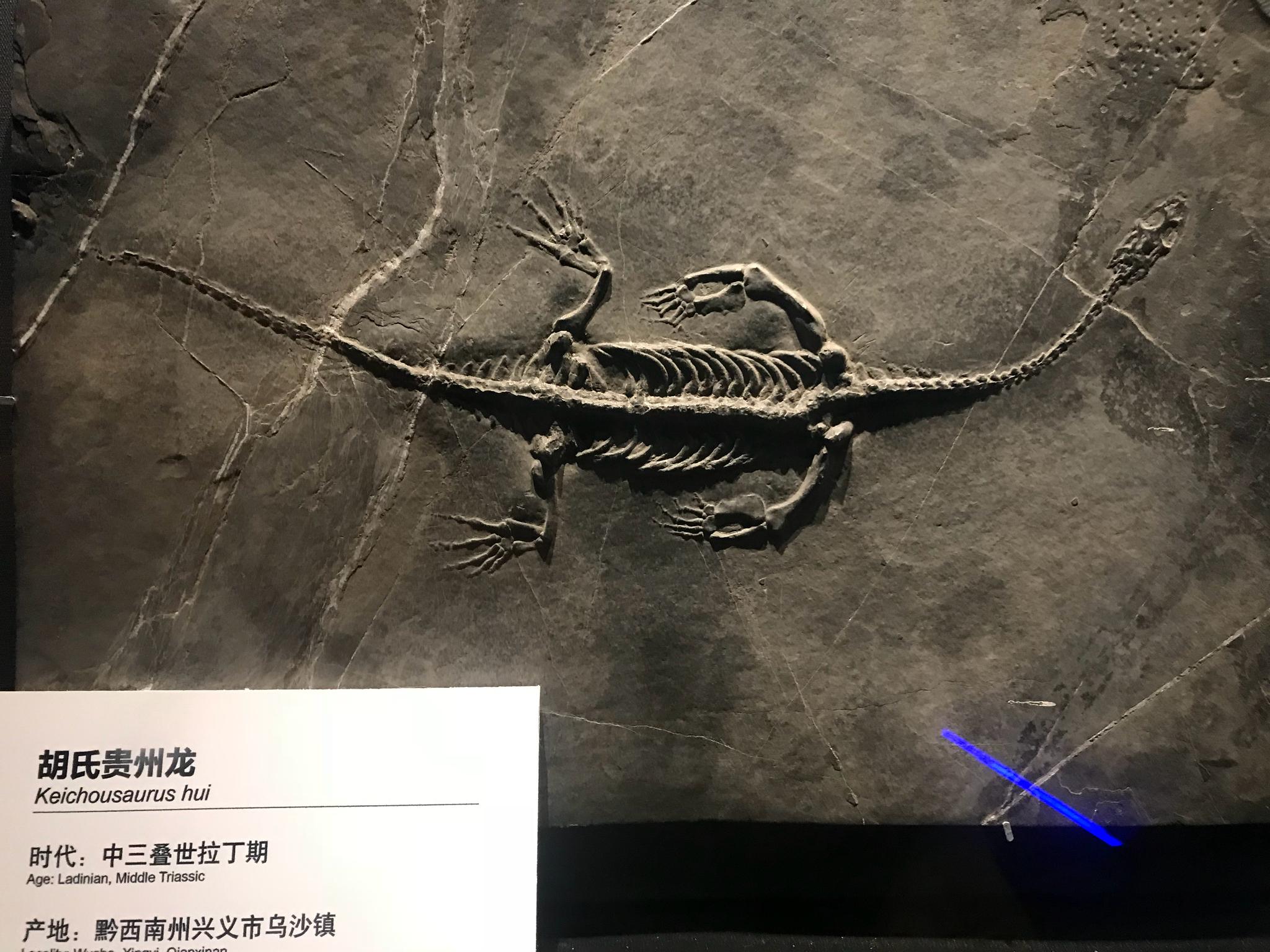 原来贵州曾经有这么多恐龙!原来贵州曾经是片海