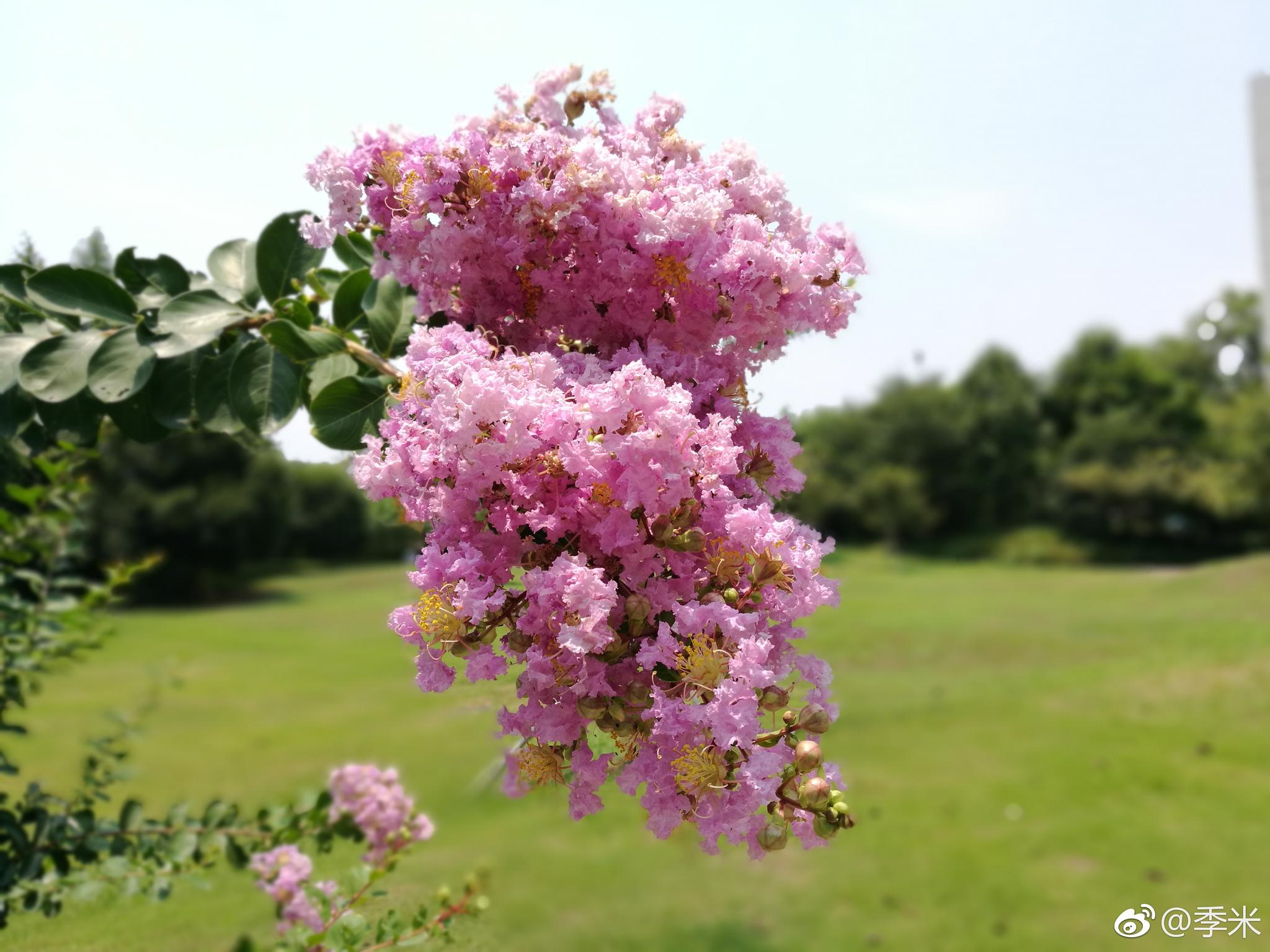 夏天百日红的紫薇花