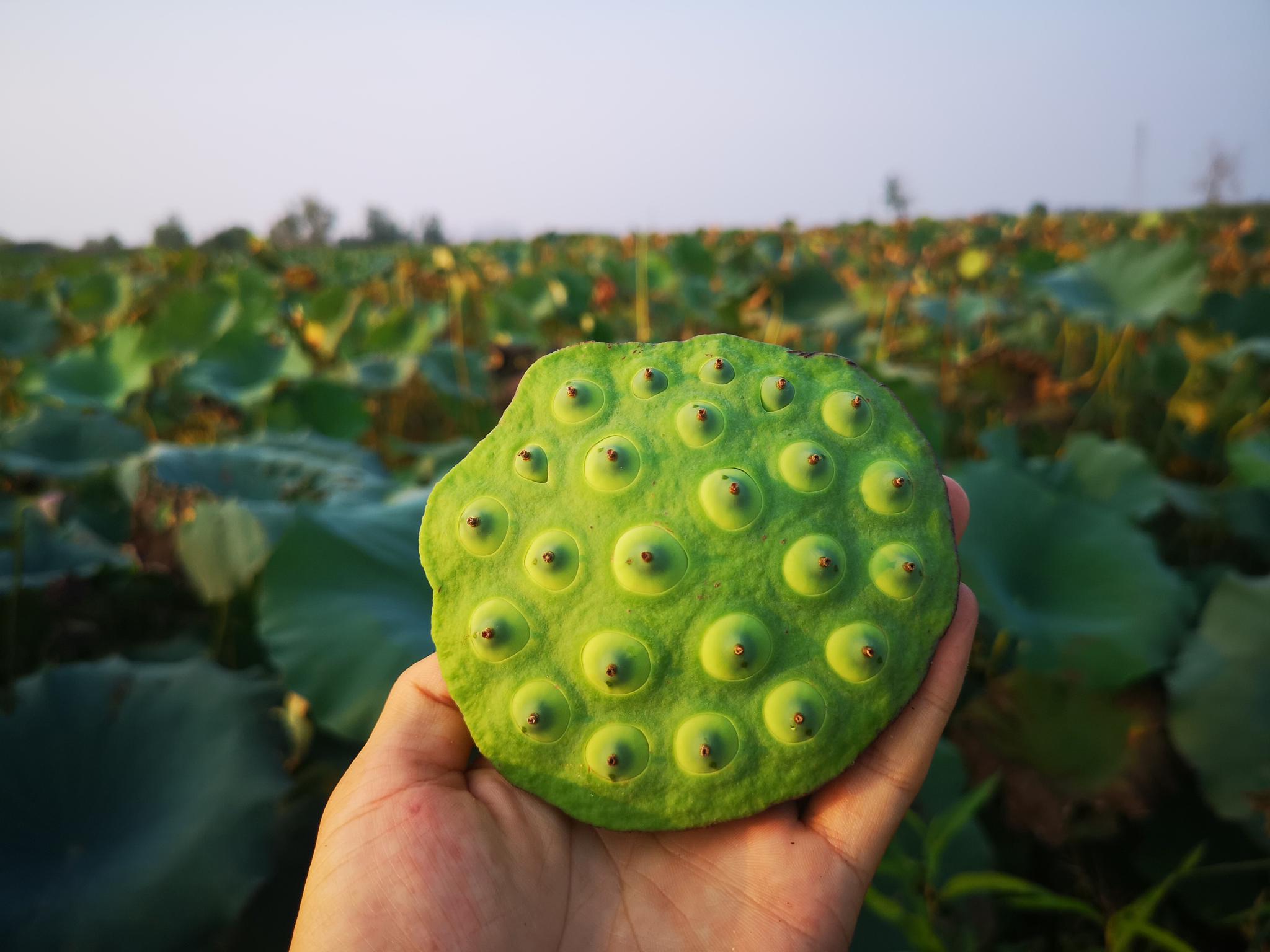 典藏溢天芳V2白酒52度是假酒吗？