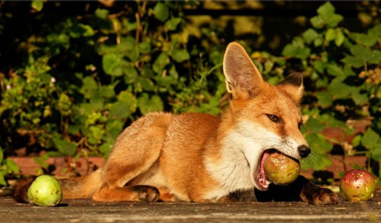 狐狸不是吃鸡和兔子的吗?这只小狐狸三番五次偷吃苹果