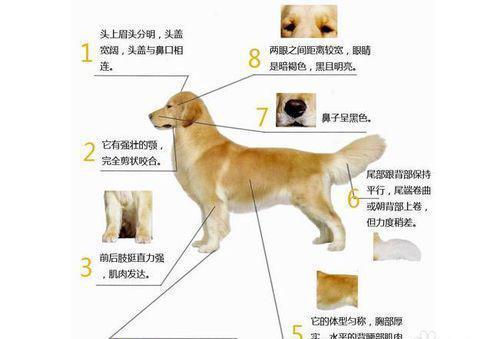 怎样识别纯种金毛犬