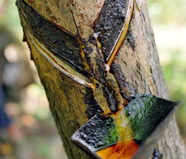 老人说这种树会"咬人",看到就砍,如今却成农民发财树|漆树|咬人|农民