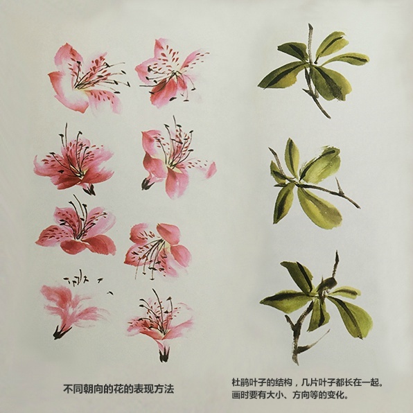 蜀国曾闻子规鸟,宣城还见杜鹃花.