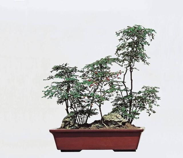 以小见大,丛林式的盆景-虎刺盆景