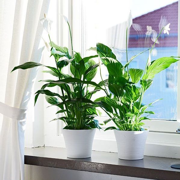 16种非常适合养在卫生间里的盆栽绿植,能净化空气,清除异味|盆栽|养护