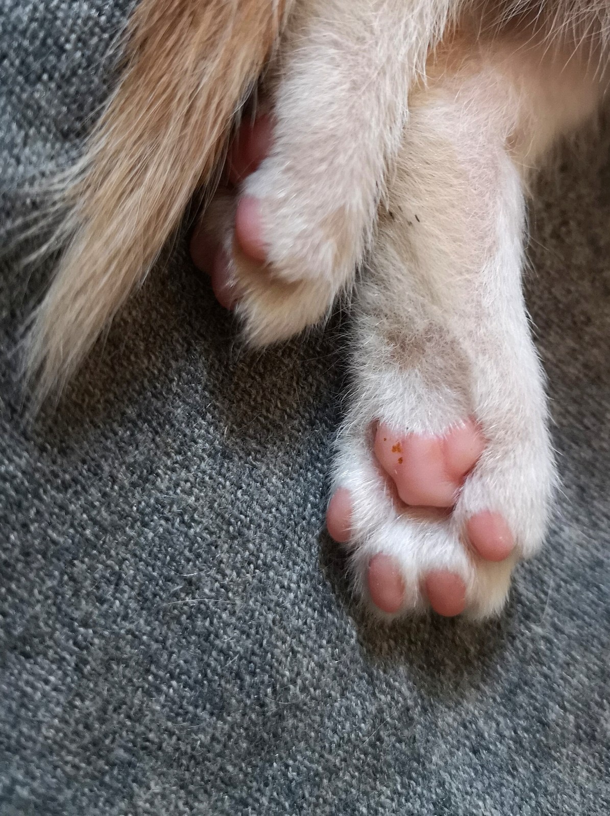 小奶猫粉嘟嘟的小爪子萌到了