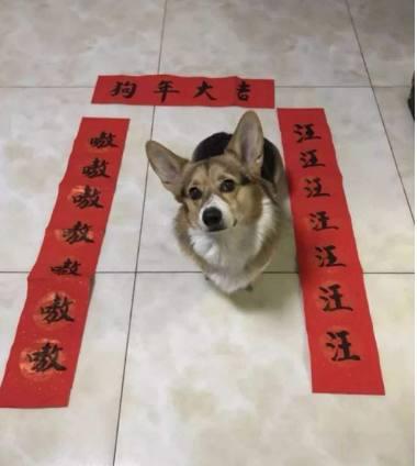 为了表彰狗狗功劳,主人在狗圈门前贴上对联,网友:太有爱心了!