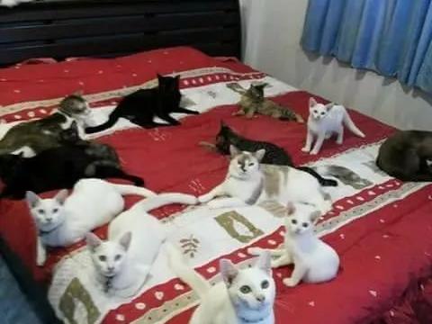 网友家里养了一群猫,平时也是挺幸福的,但有时也是哭笑不得……|群猫|网友_新浪新闻