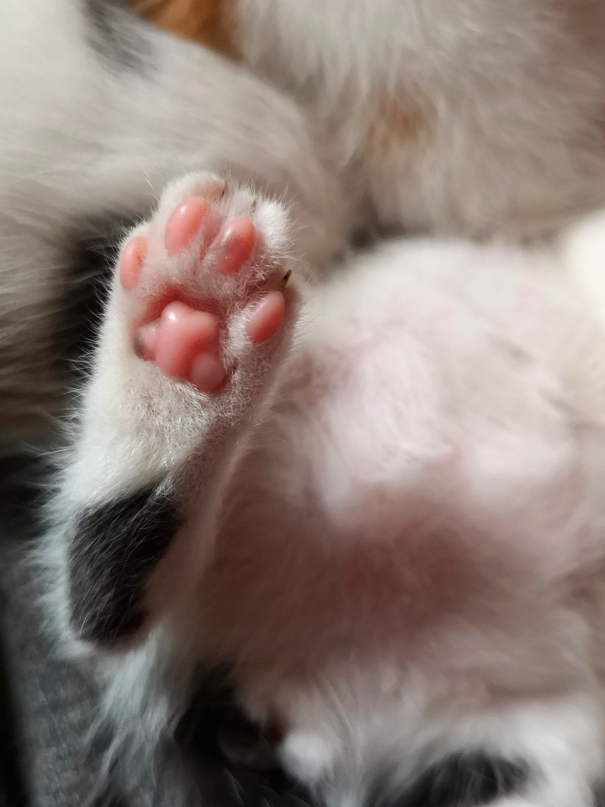 小奶猫粉嘟嘟的小爪子萌到了