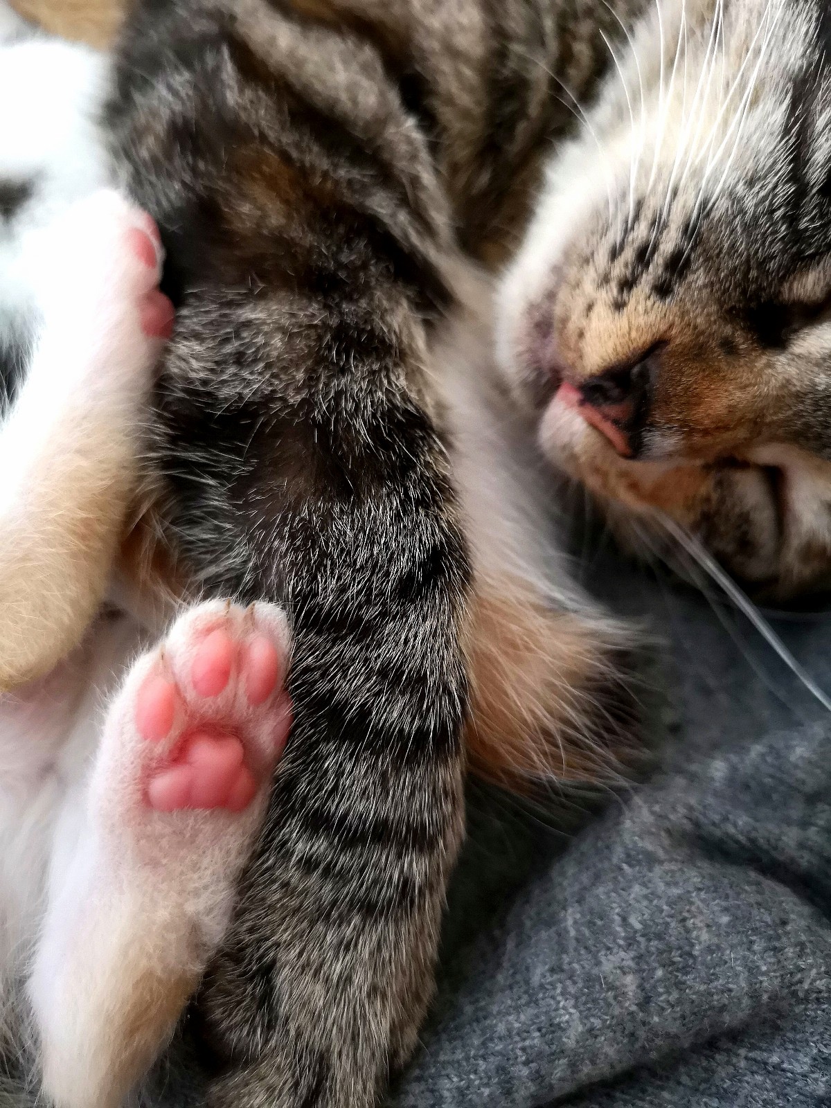 小奶猫粉嘟嘟的小爪子萌到了