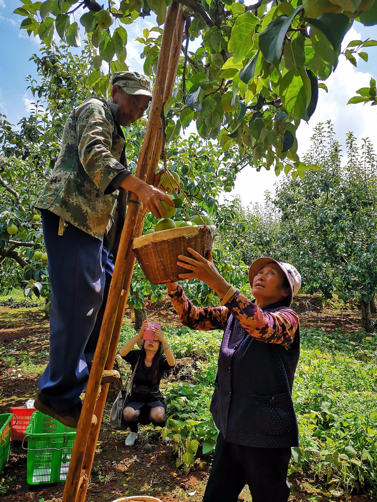 "梨王"重达1071克 第六届"万溪宝珠梨采摘节"启幕