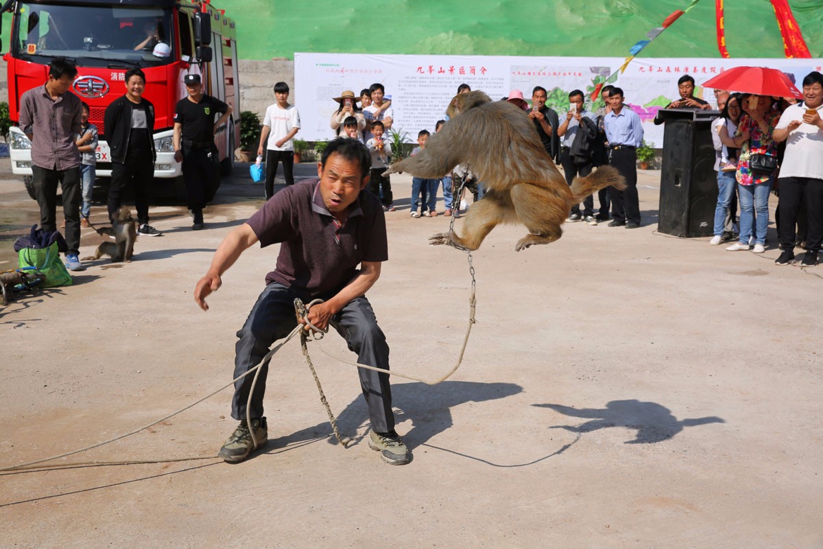 河南耍猴人 人猴配合演猴戏乐坏围观者