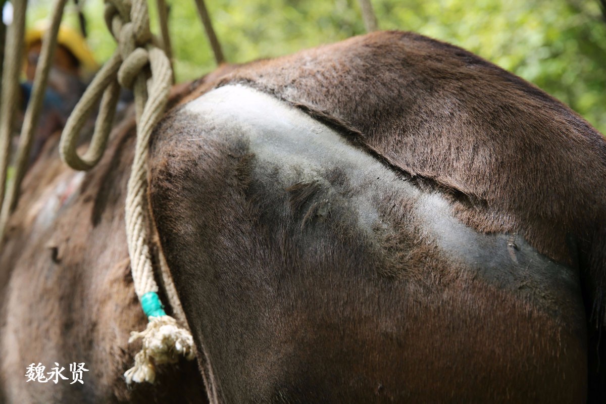 大山里的骡帮把骡子吊起来钉马掌