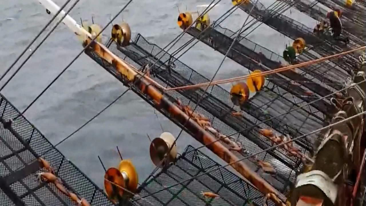 全自动钓鱿鱼装置,基本无需人工,太先进了
