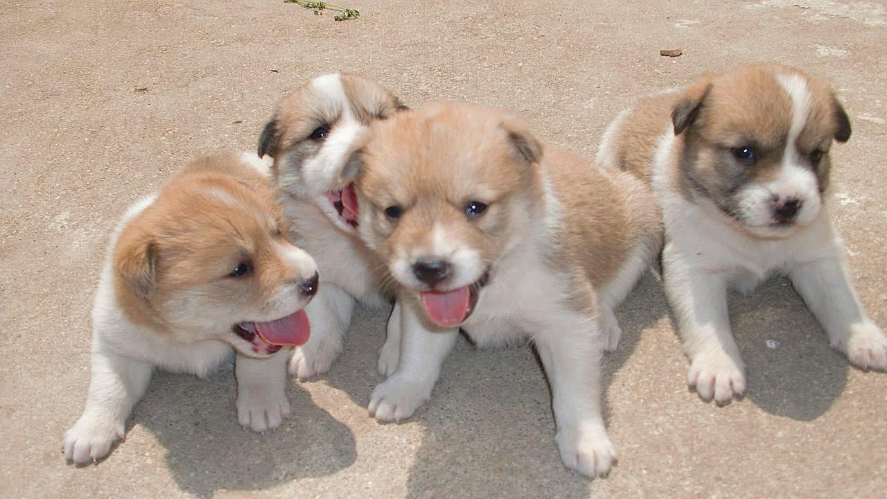 为什么很多人都瞧不起农村的土狗? 看完真的很心疼中华田园犬