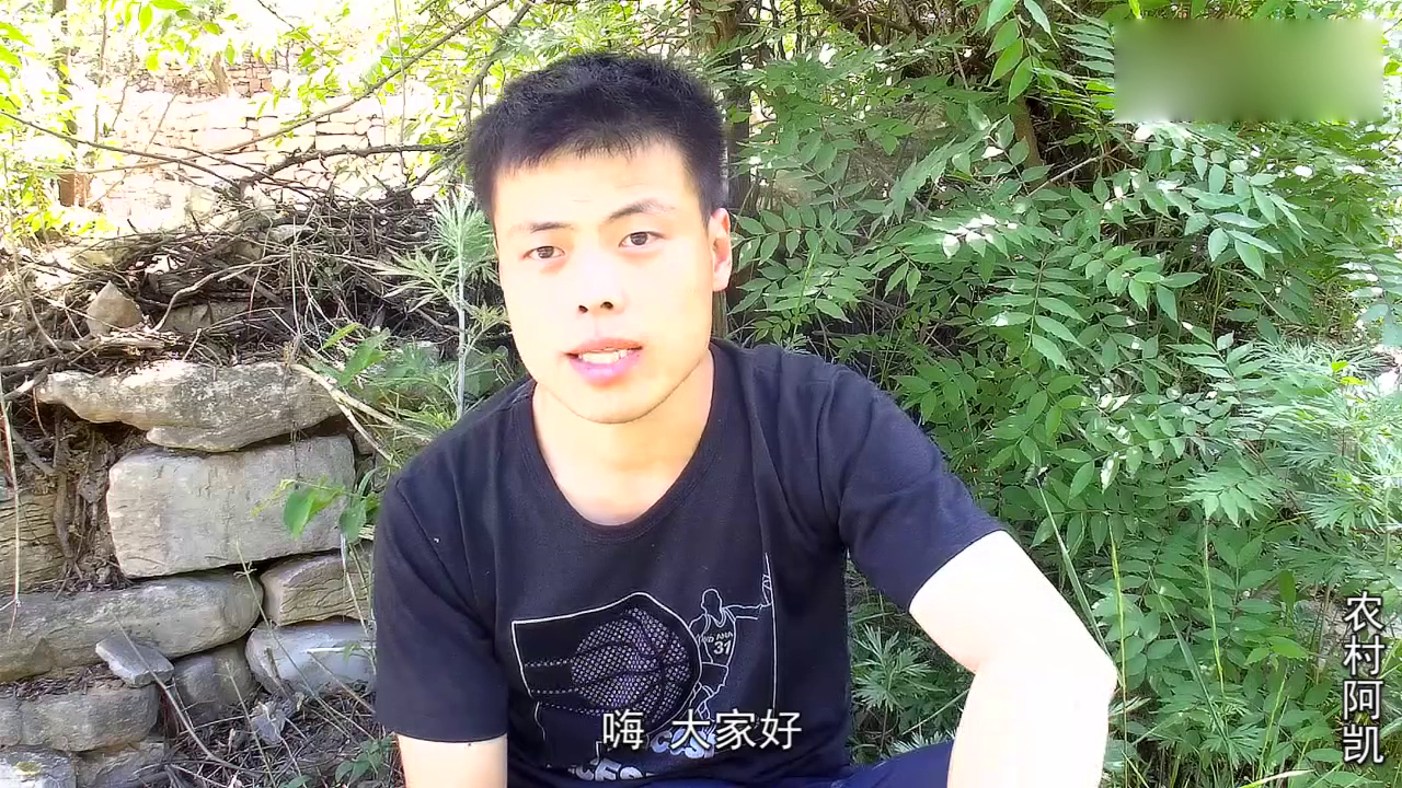 农村一种"打碗花",可以清热解毒,还是冻疮的克星!