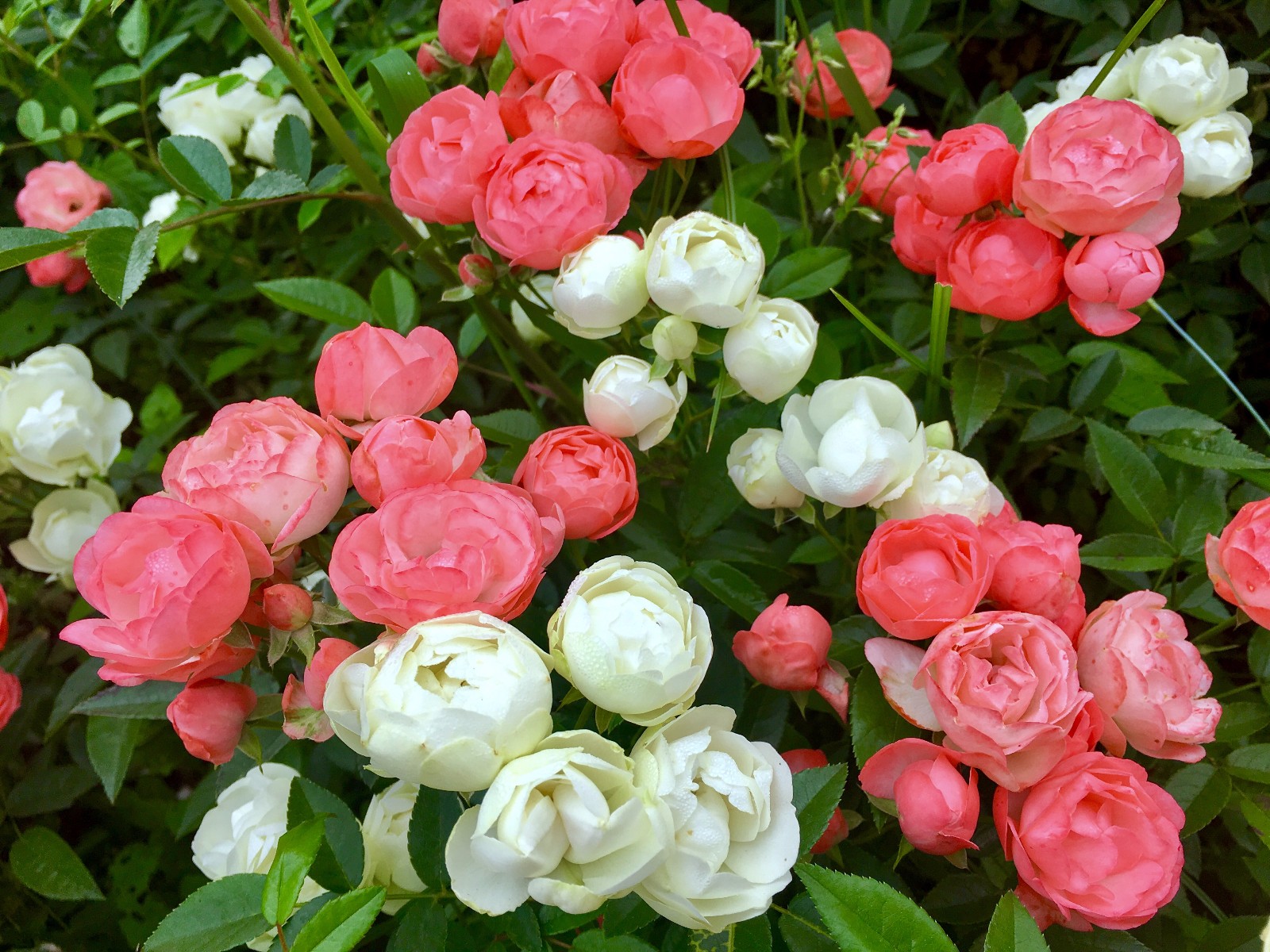 蔷薇月季相映美