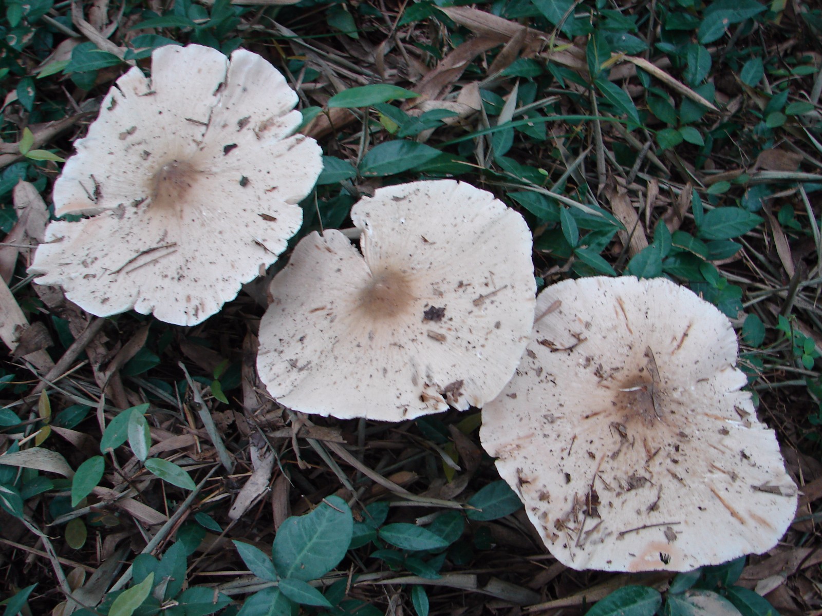 鸡枞菌的照片这些照片均有科学研究价值