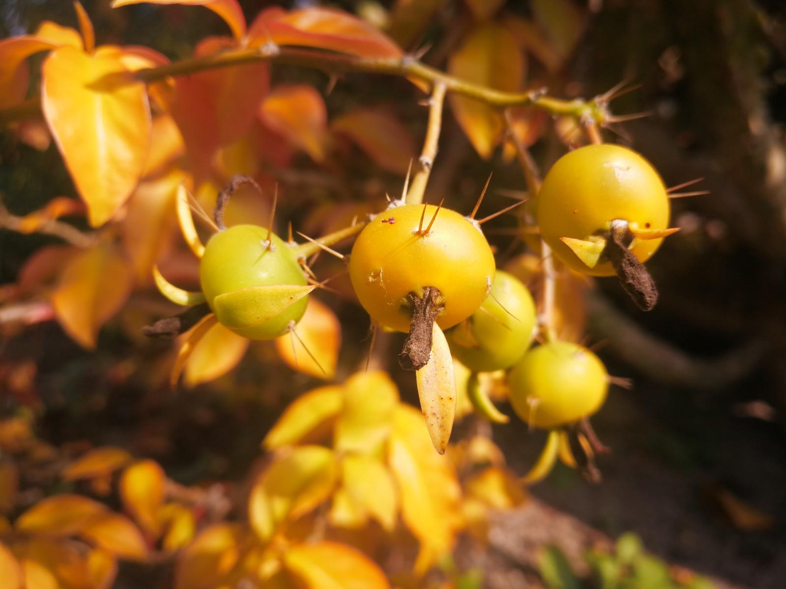 全身带刺的漂亮果子,没人敢碰敢吃,见过花叶木麒麟的人也不多