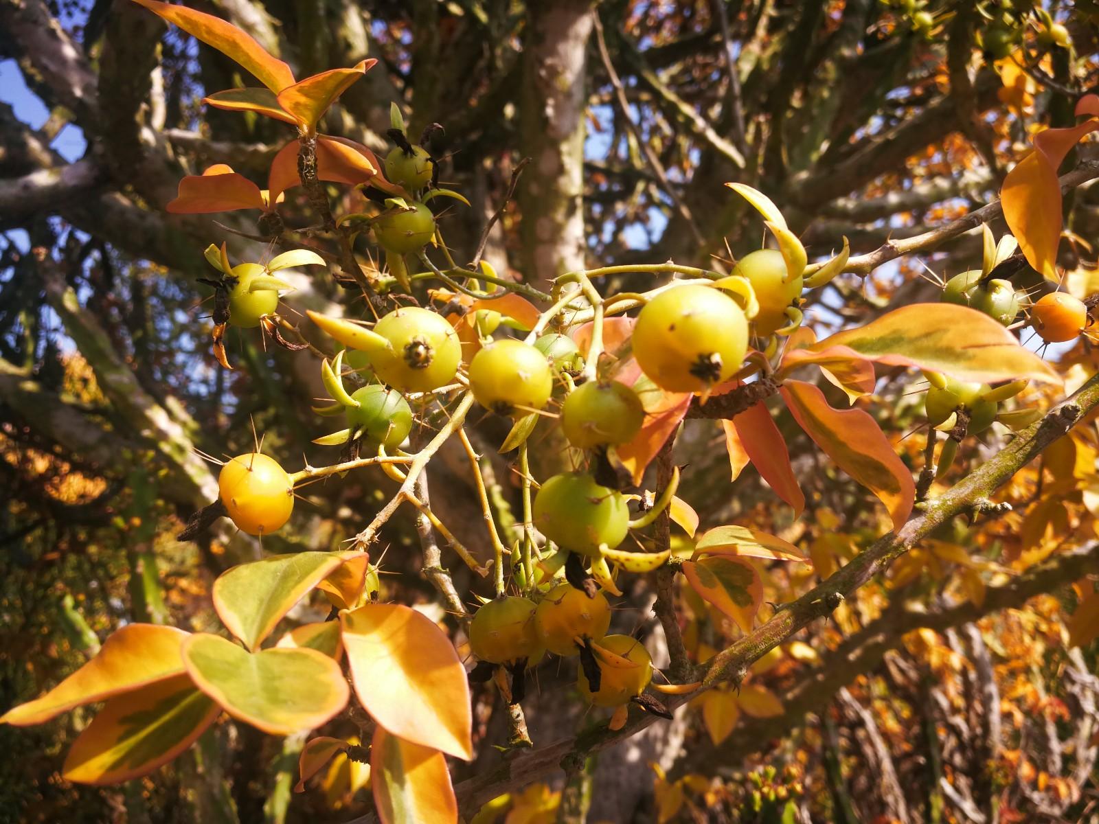 全身带刺的漂亮果子,没人敢碰敢吃,见过花叶木麒麟的人也不多