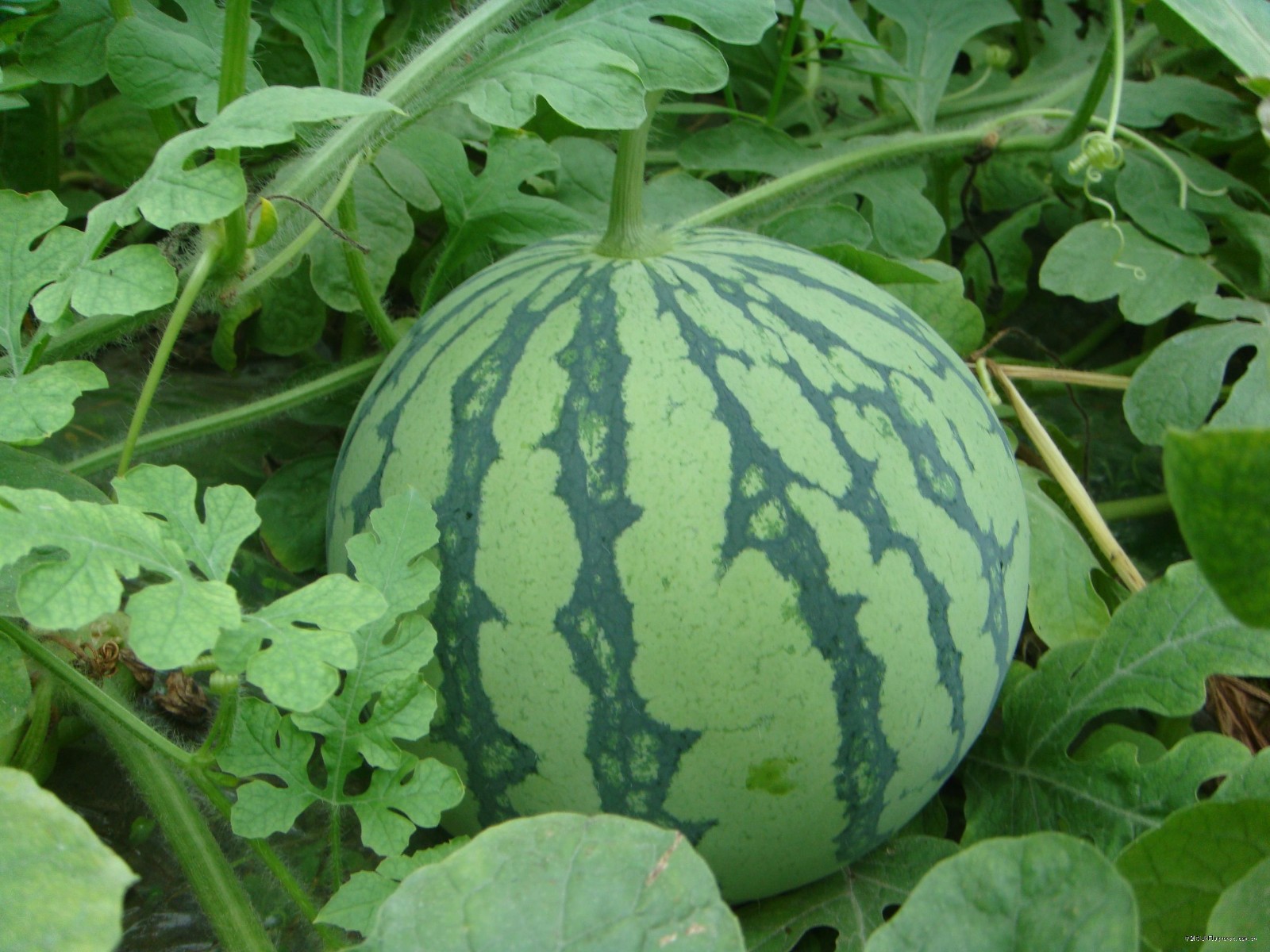 盐城东台西瓜沪上论个卖299元一个一售而空