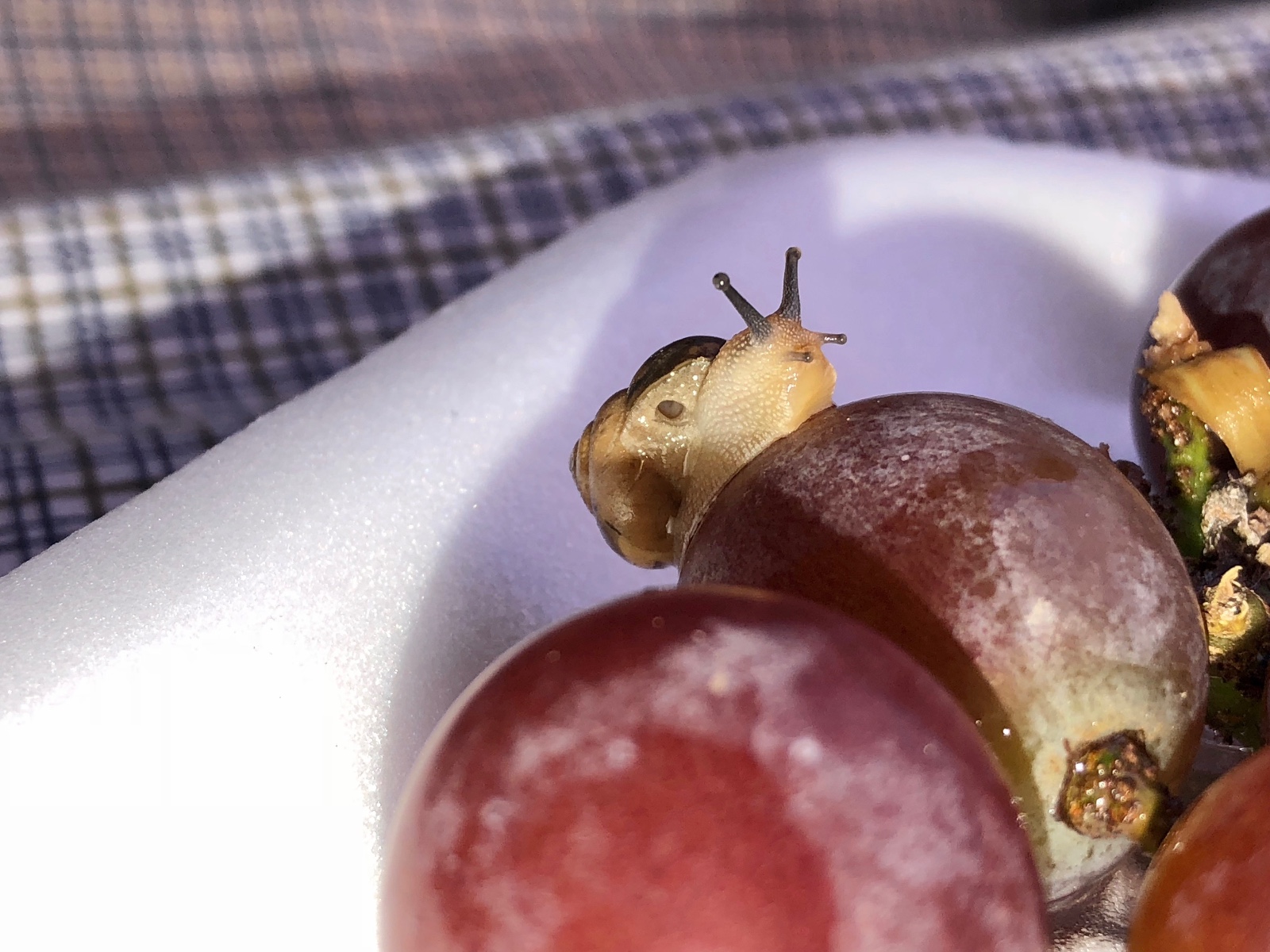 葡萄上的蜗牛,抬起头时很像兔子,软体动物