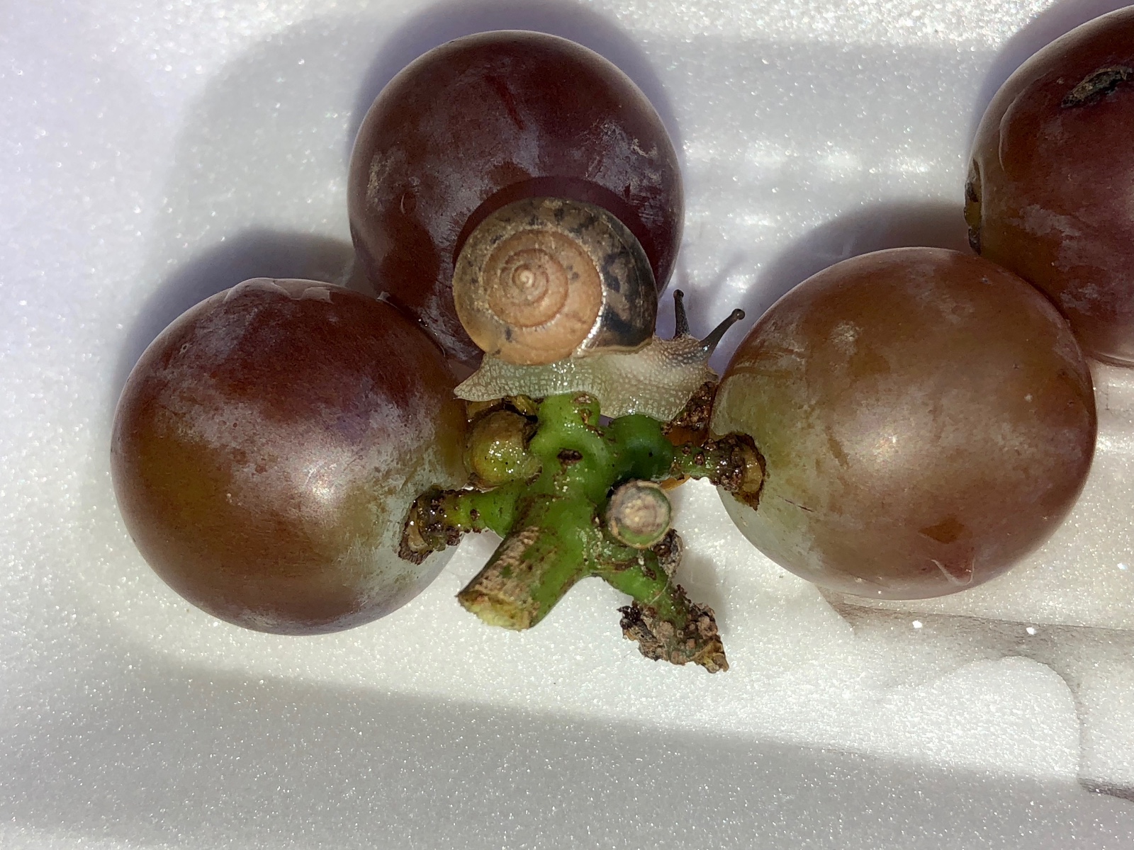 葡萄上的蜗牛,抬起头时很像兔子,软体动物