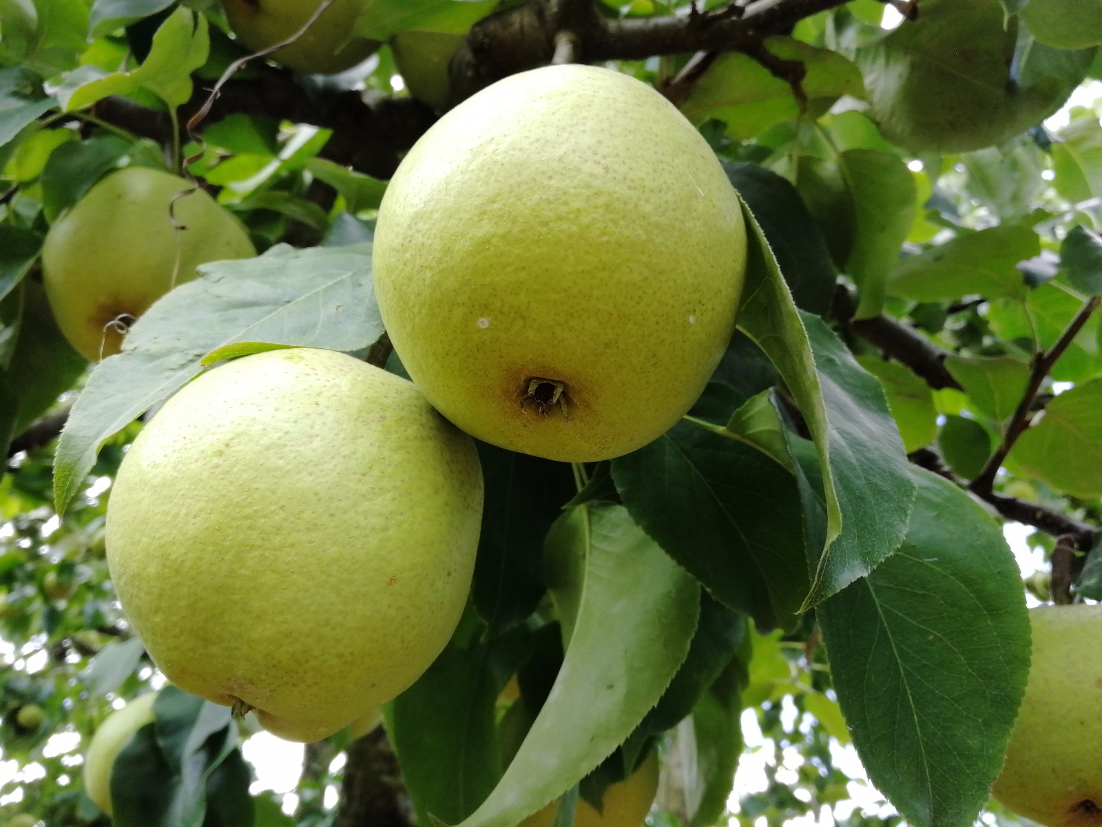 "梨王"重达1071克 第六届"万溪宝珠梨采摘节"启幕