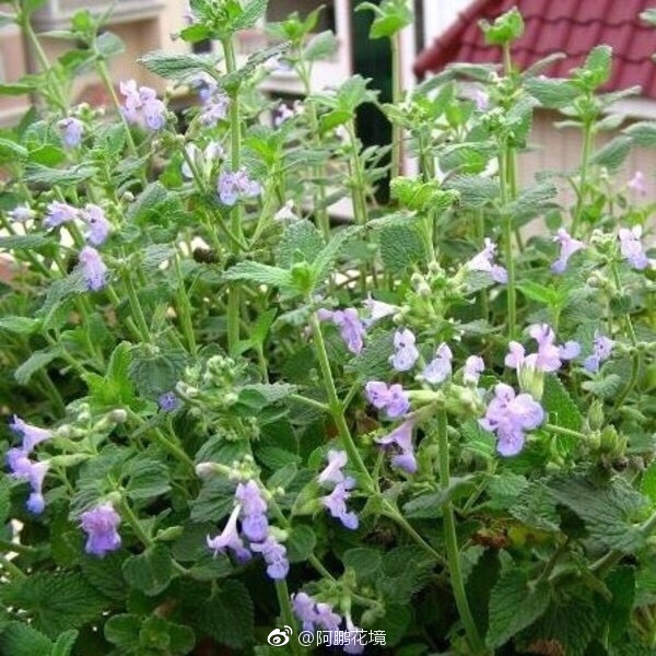 蓝色花境图文示例组合一组 喜欢请转发支持 蓝色花境图文示例组合一组 喜欢请转发支持