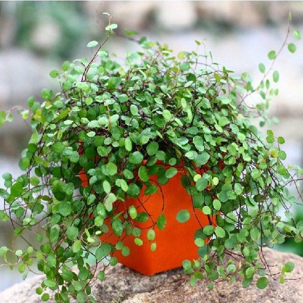 千叶兰生长较快茎叶自然下垂覆盖整个花盆犹如一个绿球