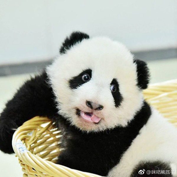 熊猫乔伊,乔梁,2016年8月11日生于雅安碧峰峡基地,是一对软萌的龙凤胎