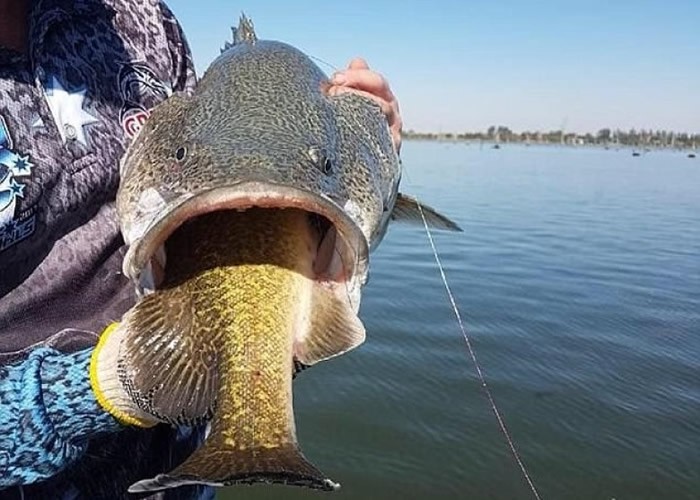 现实版的大鱼吃小鱼 澳洲网友钓到一条鳕鱼吃了另一条鳕鱼