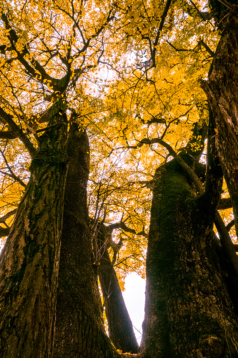 千年古银杏,安吉化家坞.老家这棵已有1100年了,村里人都上供祈福