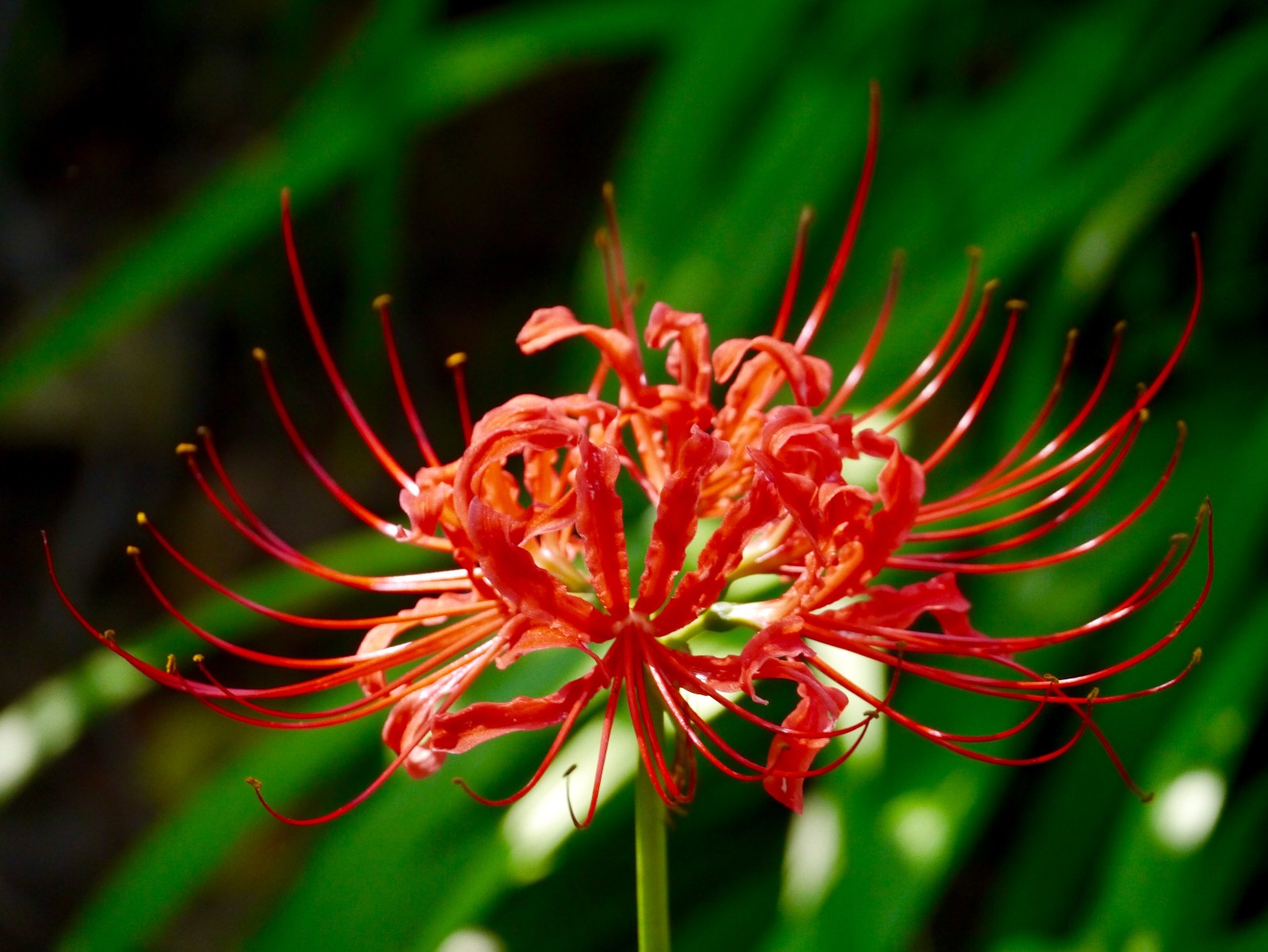 美丽的彼岸花(曼珠沙华)【花与叶互不相见却彼此一生守候】