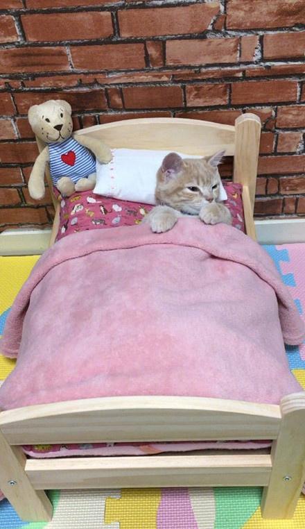 小橘猫盖着被子乖乖地睡在小床上,网友:睡姿如此正经!