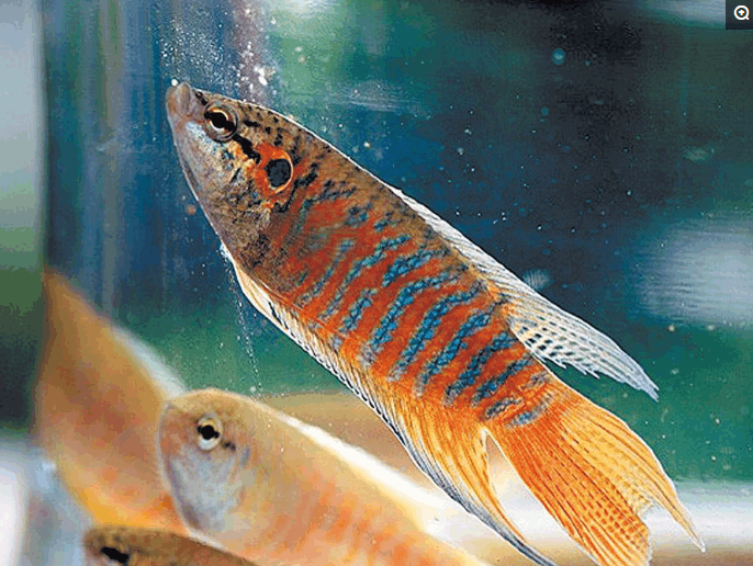 中国斗鱼: 水中无氧可存活却几乎灭绝, 也是中国名称最多的一种鱼