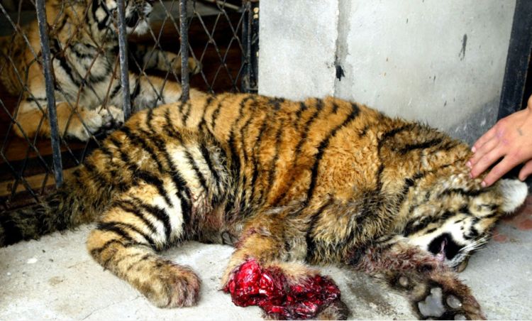 谁说虎毒不食子 东北虎妈妈咬断亲儿爪 小虎只能做截肢手术