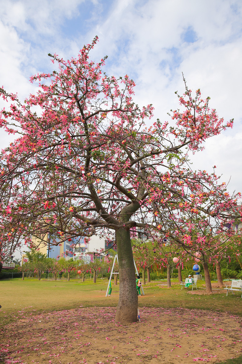 百万葵园|樱花|樱树_新浪新闻