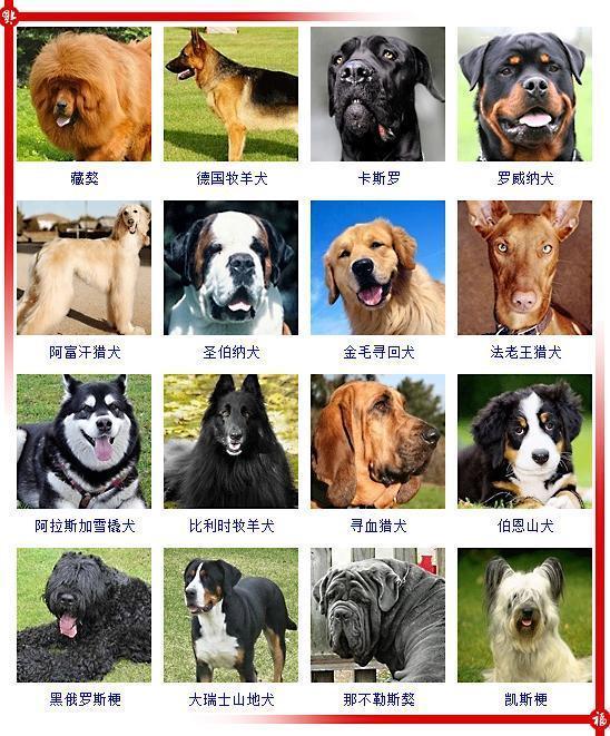 下面这些狗狗抹去名字后你能认出几种认出50种以上才敢称行家