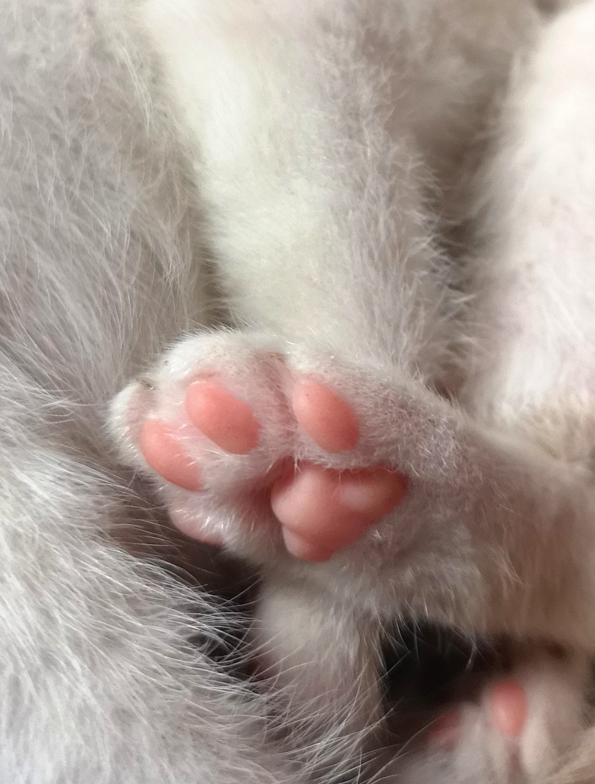 小奶猫粉嘟嘟的小爪子萌到了