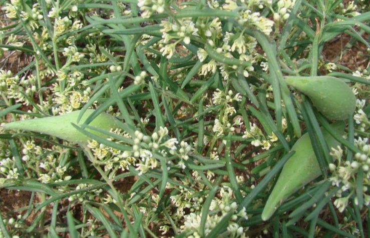 这种植物就是地稍瓜,在其他地方,也有人叫它地稍花,女菁,蒿瓜,地瓜飘