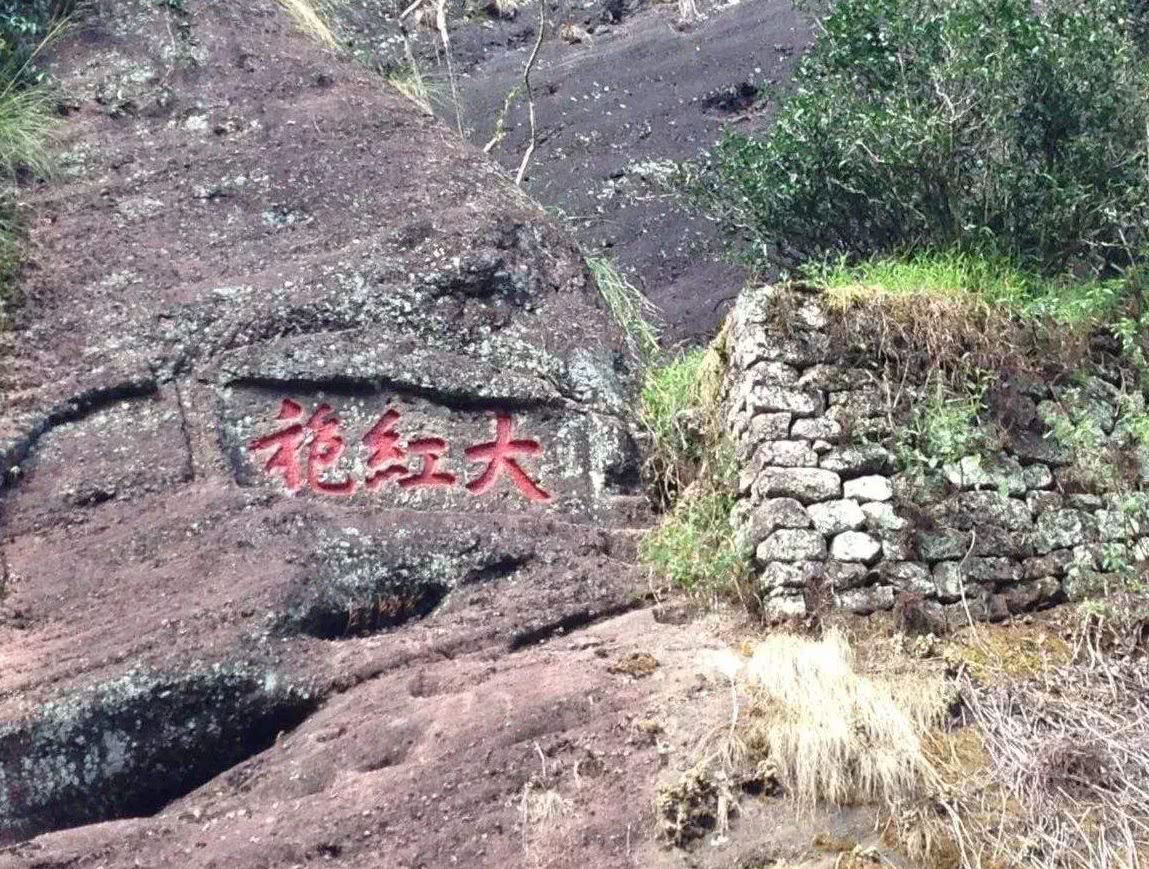 这棵800年国宝级古树,警卫都已经换了18代,却有人质疑它是假树|大红袍