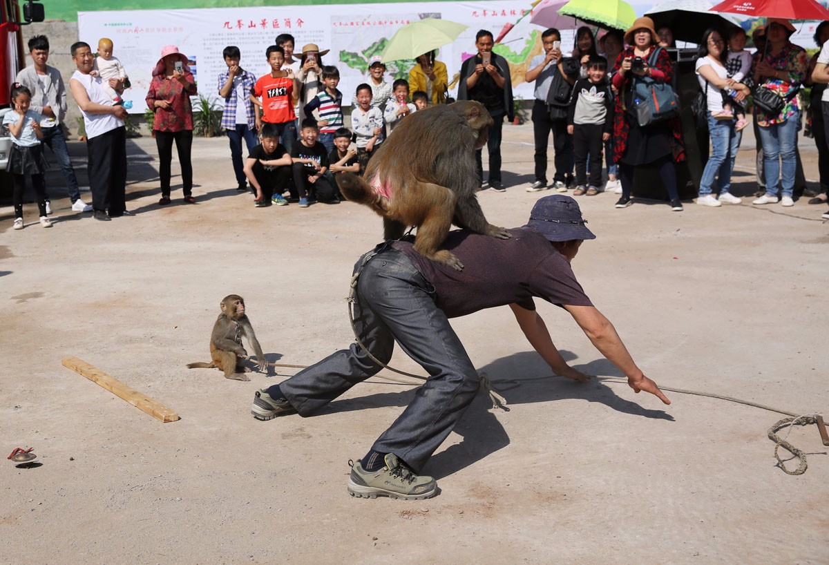 河南耍猴人 人猴配合演猴戏乐坏围观者