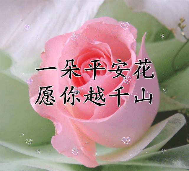 打开新浪新闻一朵平安花,愿你越千山打开新浪新闻一朵健康花,愿你体