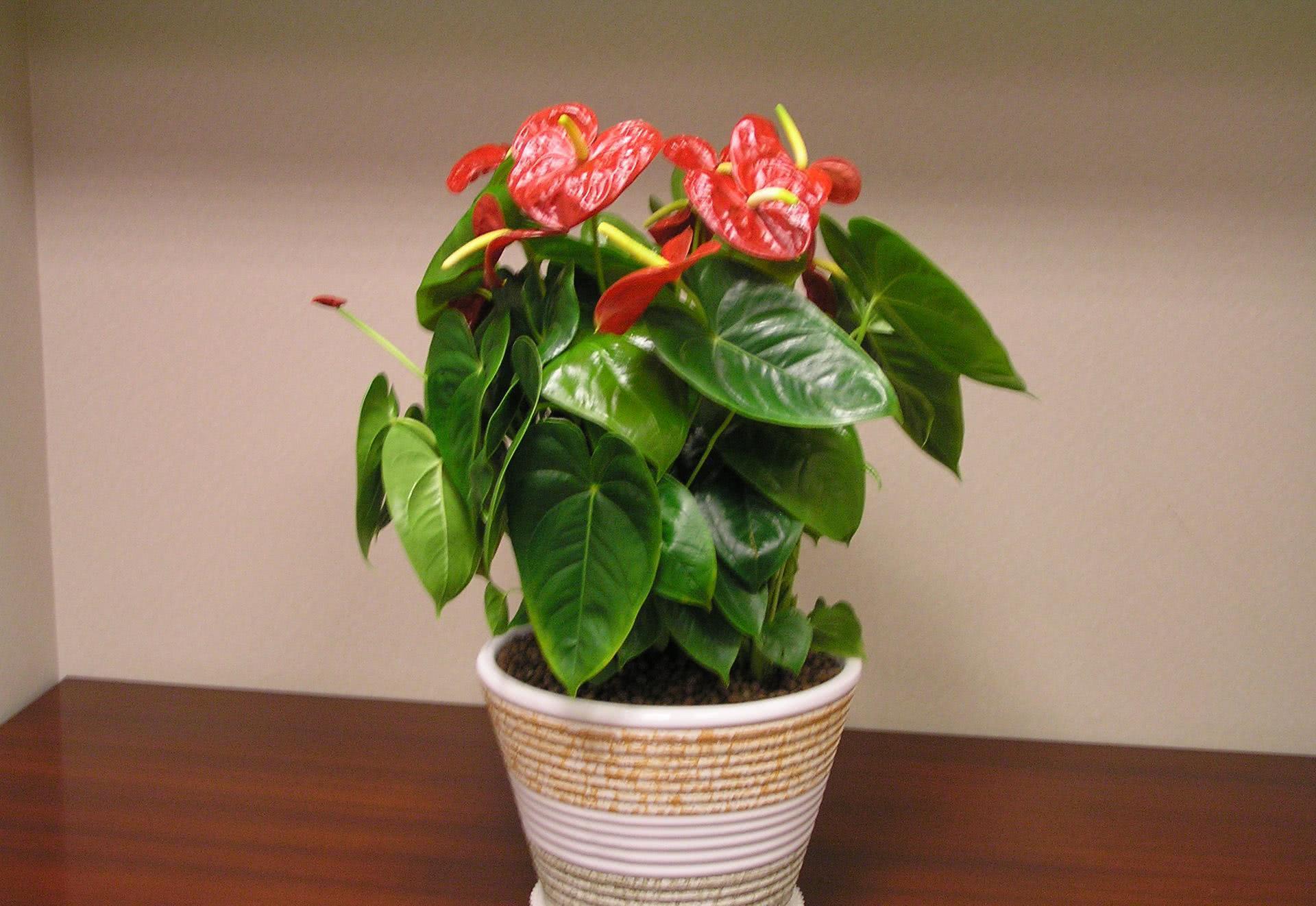 红掌|植物|叶片_新浪新闻