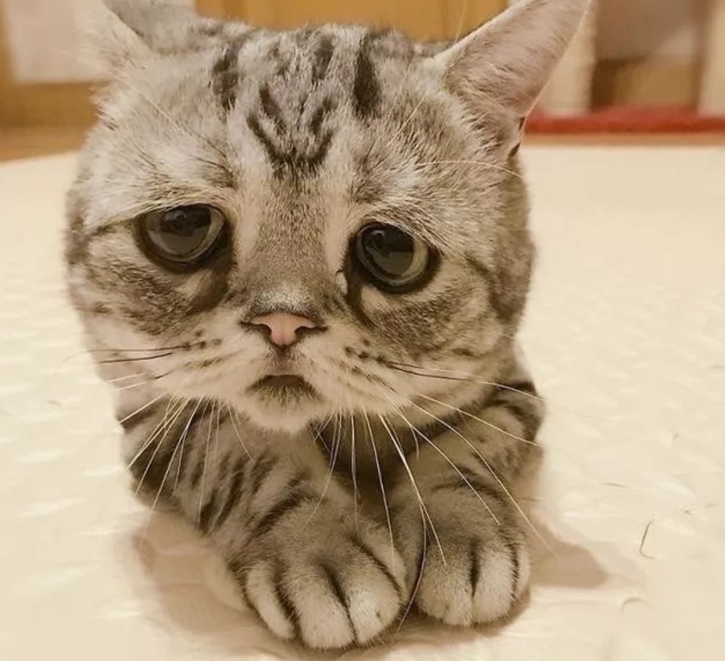 猫咪长了一副委屈脸,被称为"全世界最悲伤小猫,但还是可爱