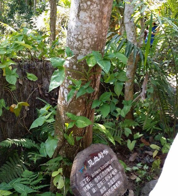 世界上最怪的三种树 一种会走路 一种会吃人