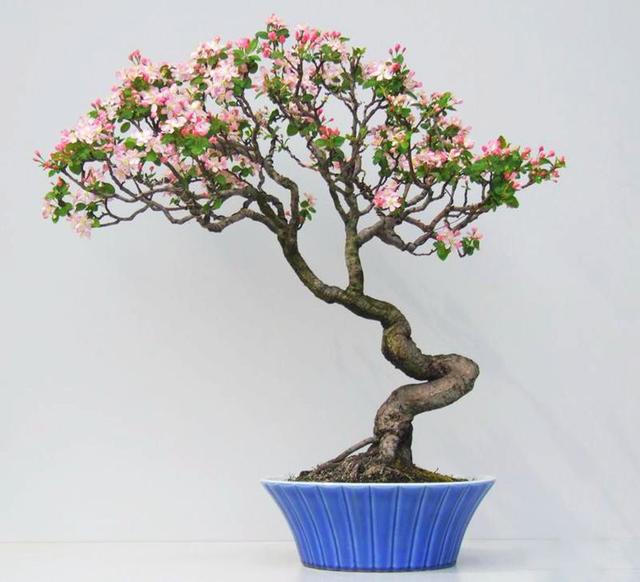 西府海棠盆景制作技巧!寓意美好,富有内涵