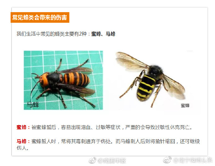 南宁又现夺命昆虫,一人已不幸丧命|南宁|马山县|马蜂_新浪新闻