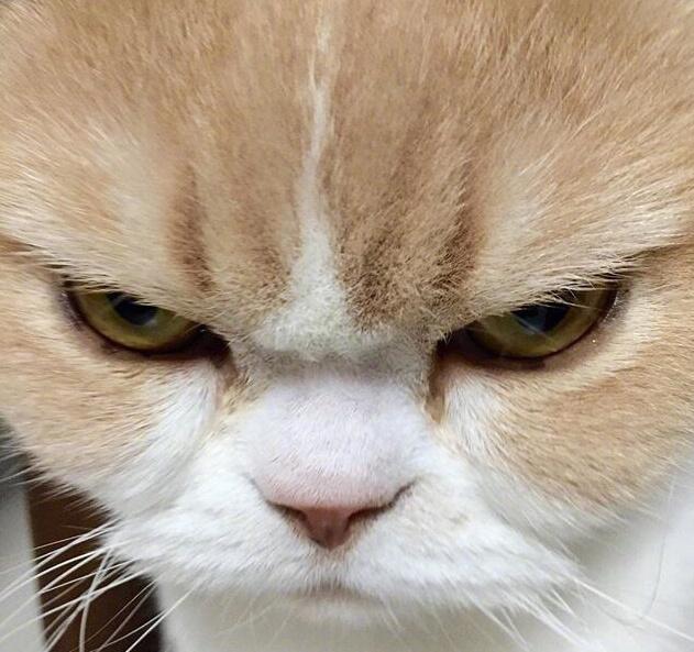 眼神凌厉的猫界大佬!霸气的让人害怕,猫咪:别来惹我!